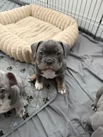Chrome, a male French Bulldog and American Bully for sale in Houston, TX – 2 of 8