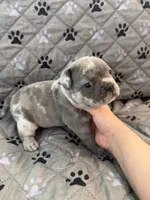 Reign, a female French Bulldog and American Bully for sale in Houston, TX – 5 of 7