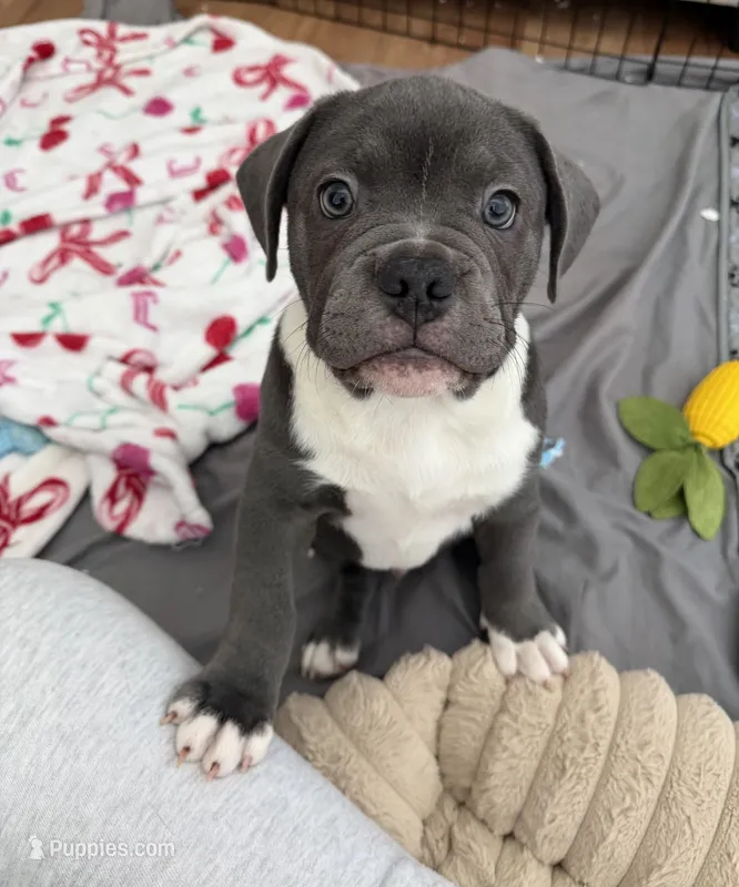 Draco – French Bulldog, American Bully puppy for sale in Houston, TX