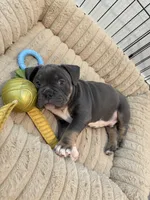 Chrome, a male French Bulldog and American Bully for sale in Houston, TX – 6 of 8