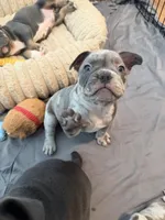 Reign, a female French Bulldog and American Bully for sale in Houston, TX – 4 of 7