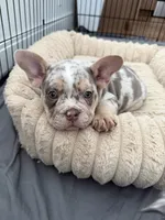Nala, a female French Bulldog and American Bully for sale in Houston, TX – 3 of 6