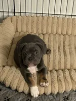 Chrome, a male French Bulldog and American Bully for sale in Houston, TX – 3 of 10