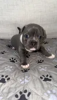 Draco, a male French Bulldog and American Bully for sale in Houston, TX – 5 of 5