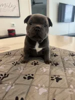 Onyx, a female French Bulldog and American Bully for sale in Houston, TX – 5 of 7