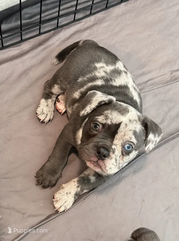 Denim – French Bulldog, American Bully puppy for sale in Houston, TX