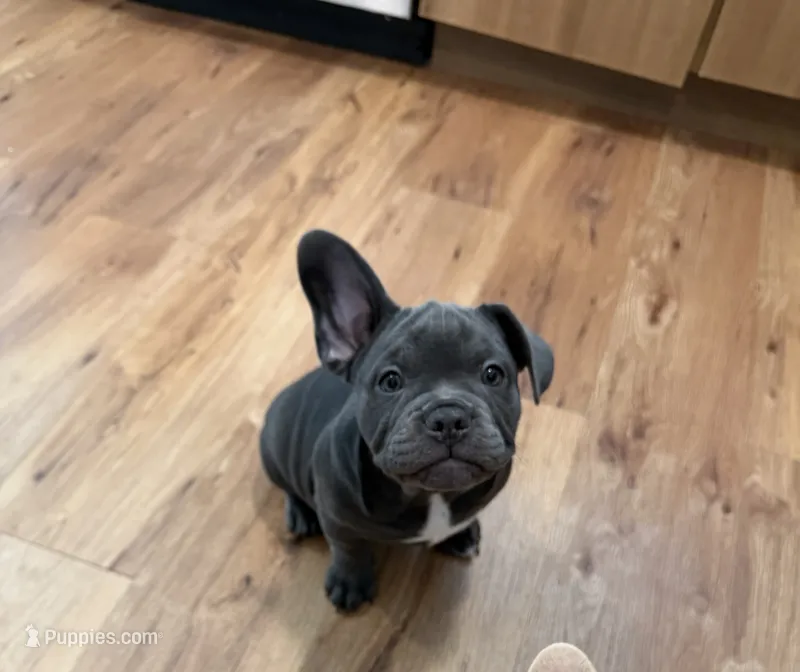 Onyx – French Bulldog, American Bully puppy for sale in Houston, TX