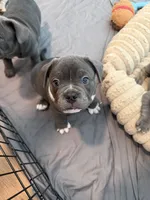 Draco, a male French Bulldog and American Bully for sale in Houston, TX – 2 of 5