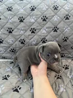 Arlo, a male French Bulldog and American Bully for sale in Houston, TX – 4 of 5