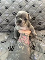 Reign, a female French Bulldog and American Bully for sale in Houston, TX – 7 of 7