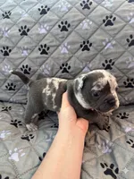 Denim, a female French Bulldog and American Bully for sale in Houston, TX – 3 of 4