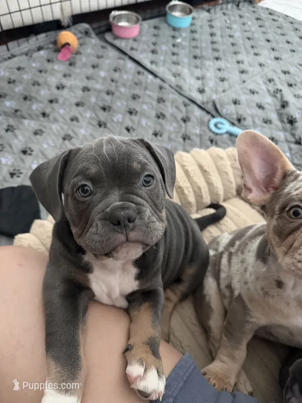 Chrome – French Bulldog, American Bully puppy for sale in Houston, TX