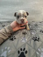 Nala, a female French Bulldog and American Bully for sale in Houston, TX – 6 of 6