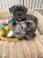 Reign, a female French Bulldog and American Bully for sale in Houston, TX – 2 of 7