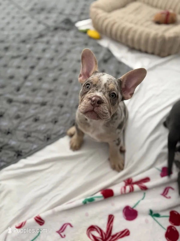 Nala – French Bulldog, American Bully puppy for sale in Houston, TX