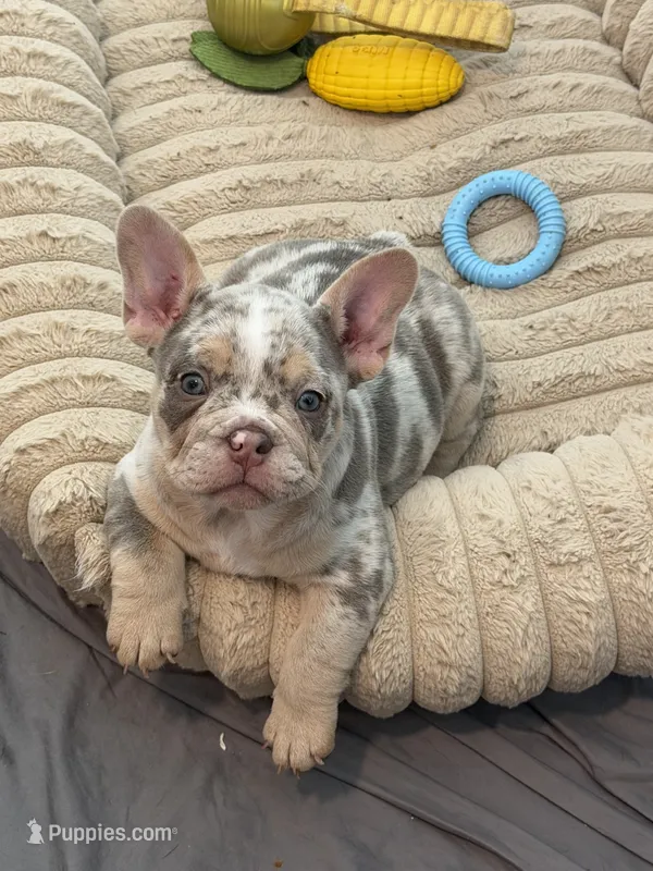 Nala – French Bulldog, American Bully puppy for sale in Houston, TX