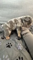 Nala, a female French Bulldog and American Bully for sale in Houston, TX – 5 of 6