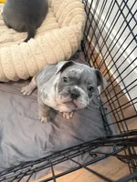 Reign, a female French Bulldog and American Bully for sale in Houston, TX – 3 of 7