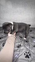 Draco, a male French Bulldog and American Bully for sale in Houston, TX – 3 of 5