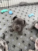 Onyx, a female French Bulldog and American Bully for sale in Houston, TX – 3 of 7