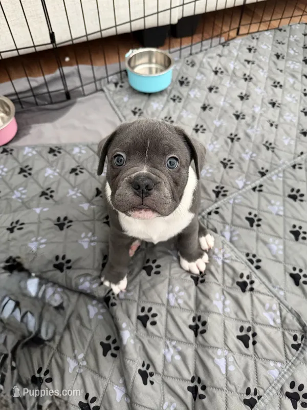 Draco – French Bulldog, American Bully puppy for sale in Houston, TX