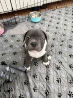 Draco, a male French Bulldog and American Bully for sale in Houston, TX – 1 of 5