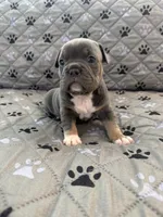 Chrome, a male French Bulldog and American Bully for sale in Houston, TX – 7 of 8