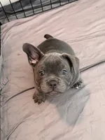 Onyx, a female French Bulldog and American Bully for sale in Houston, TX – 2 of 7