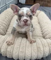 Nala, a female French Bulldog and American Bully for sale in Houston, TX – 2 of 6