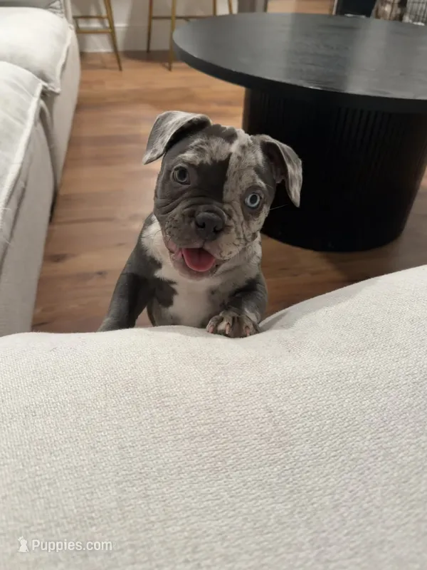 Denim – French Bulldog, American Bully puppy for sale in Houston, TX
