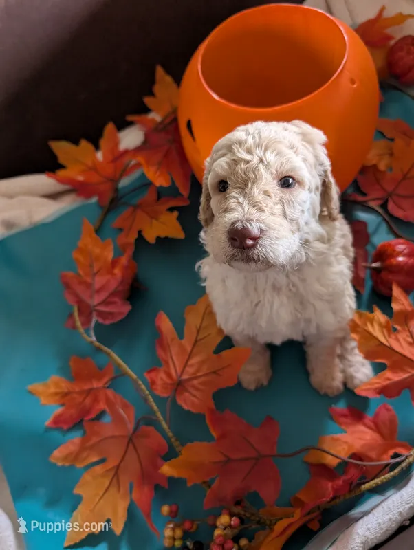 Bella – Poodle - Standard  puppy for sale in Edgefield, SC