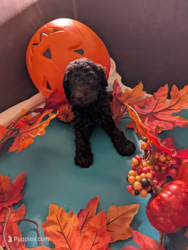 Joeline  – Poodle - Standard  puppy for sale in Edgefield, SC