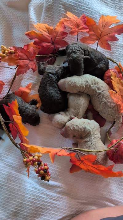 Buttons, a female Poodle - Standard  for sale in Edgefield, SC – 3 of 3