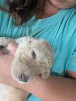 Bella, a female Poodle - Standard  for sale in Edgefield, SC – 4 of 8
