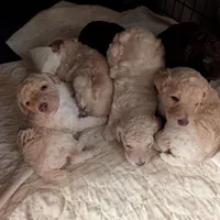 Chevy, a male Poodle - Standard  for sale in Edgefield, SC – Photo 3 of 8