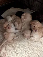 Chevy, a male Poodle - Standard  for sale in Edgefield, SC – Photo 4 of 10