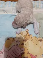 Chevy, a male Poodle - Standard  for sale in Edgefield, SC – Photo 9 of 10