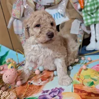 Chevy, a male Poodle - Standard  for sale in Edgefield, SC – Photo 2 of 8