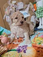 Chevy, a male Poodle - Standard  for sale in Edgefield, SC – Photo 1 of 10