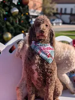 Chevy, a male Poodle - Standard  for sale in Edgefield, SC – Photo 8 of 10