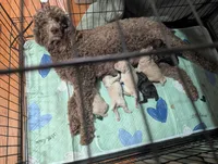 Chevy, a male Poodle - Standard  for sale in Edgefield, SC – Photo 10 of 10