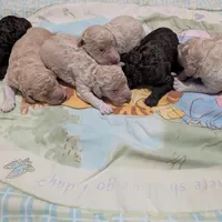 Chevy, a male Poodle - Standard  for sale in Edgefield, SC – Photo 5 of 8