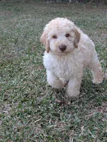 Chevy, a male Poodle - Standard  for sale in Edgefield, SC – Photo 8 of 8