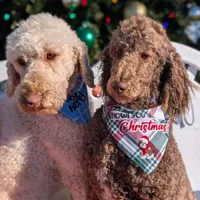 Chevy, a male Poodle - Standard  for sale in Edgefield, SC – Photo 7 of 8