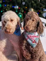 Chevy, a male Poodle - Standard  for sale in Edgefield, SC – Photo 7 of 10