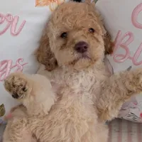 Chevy, a male Poodle - Standard  for sale in Edgefield, SC – Photo 1 of 8