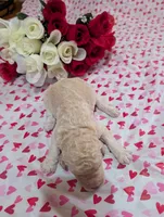 Chevy, a male Poodle - Standard  for sale in Edgefield, SC – Photo 2 of 10