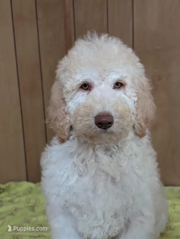 Chevy – Poodle - Standard  puppy for sale in Edgefield, SC