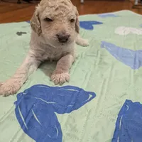 Chevy, a male Poodle - Standard  for sale in Edgefield, SC – Photo 4 of 8