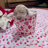 Chevy, a male Poodle - Standard  for sale in Edgefield, SC – Photo 6 of 8